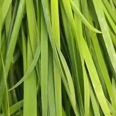 Hakonechloa, Aureola