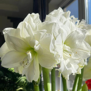 Hippeastrum Seeds-Marilyn