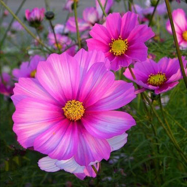 Xsenia' Cosmos Seeds
