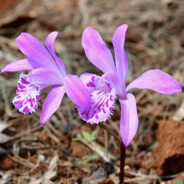 Orchid-Pleione Bulbocodioides