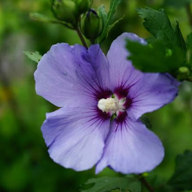 Hibiscus Seeds-Purple Jade