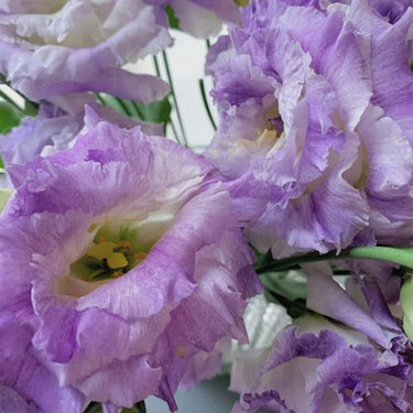 Lisianthus Seeds - Smoky Purple Lisianthus