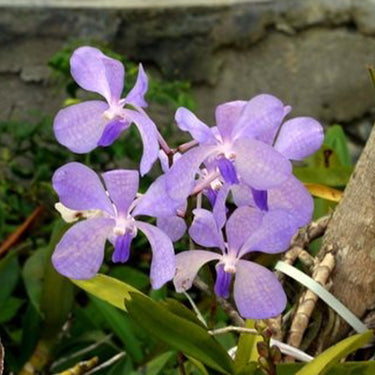 Orchid-Vanda Coerulea