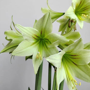 Hippeastrum Seeds-Magic Green