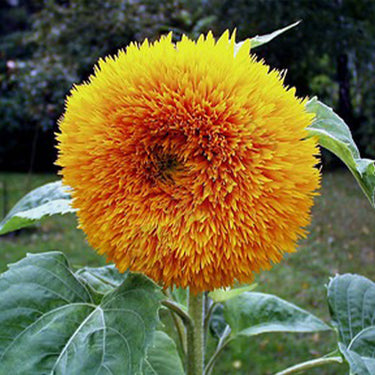 Sunflower Seeds - Sun Pom