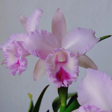 Orchid-Cattleya Labiata