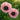 Papaver Rhoeas Seeds-Violet Oriental Poppy