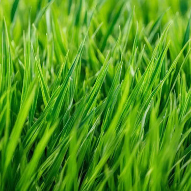 Kentucky Bluegrass Seed