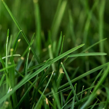 Tall Fescue Seed