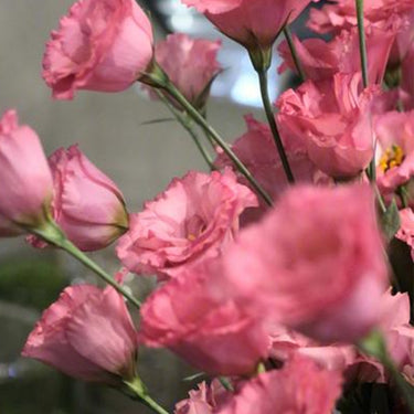 Lisianthus Seeds-Rosita II Pink