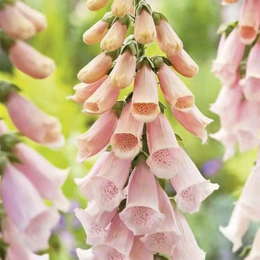Foxglove Seeds 'Foxy Apricot'