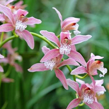 Cymbidium Hookerianum