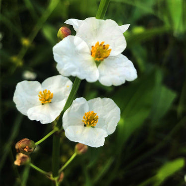 Arrowhead Vine