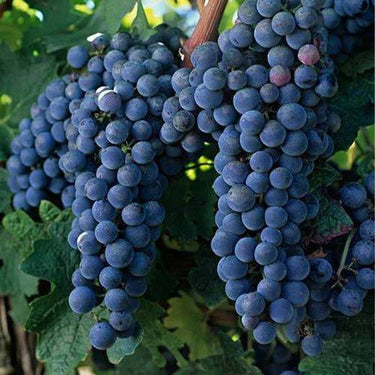 Mars Seedless Grape – Bare Root Perennial Grape Hardy and Long-Lived