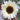 Sunflower Seeds-White Lover