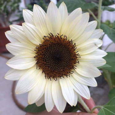 Sunflower Seeds-White Lover