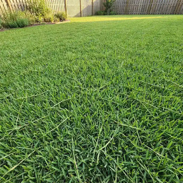 Centipede Grass Seed