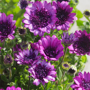 Marigold Seeds-Purple Jewel