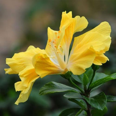 Hibiscus Seeds-Double-petal Yellow Hibiscus