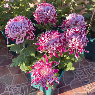 Chrysanthemum Seeds-Snow Covered Red Plum