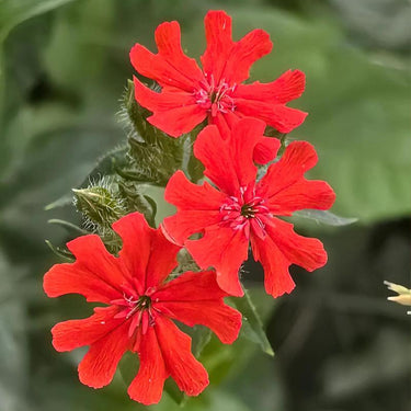 Lychnis Chalcedonica