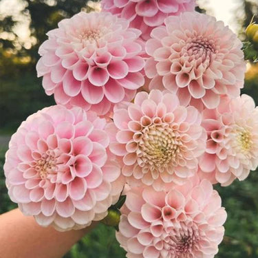 Dahlia Seeds-Green Wizard