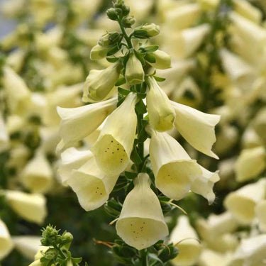 Foxglove Seeds Arctic Fox, Lemon Cream