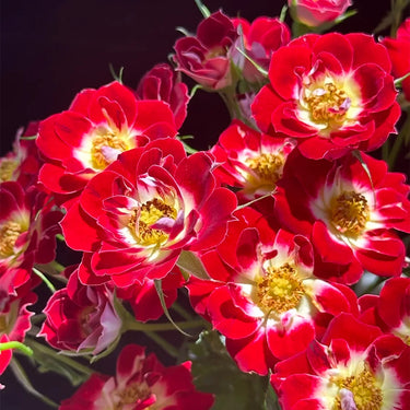 Little Painter Rose Seeds