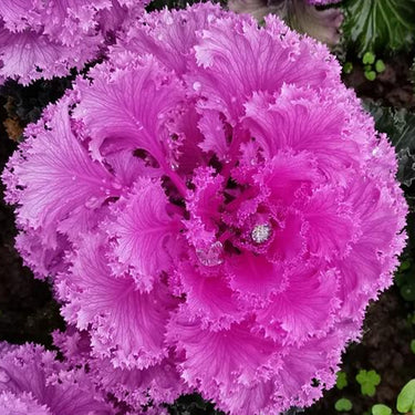 Ornamental Kale Seeds-Yokohama