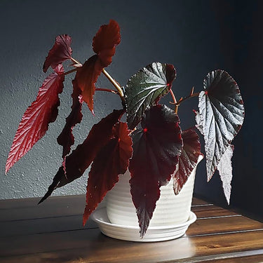 Begonia 'Arabian Sunset'