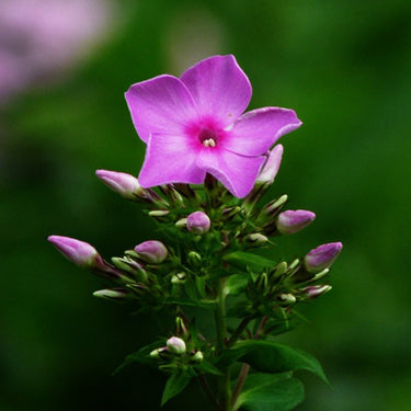 Phlox Seeds-Pink Dream (Light Pink)