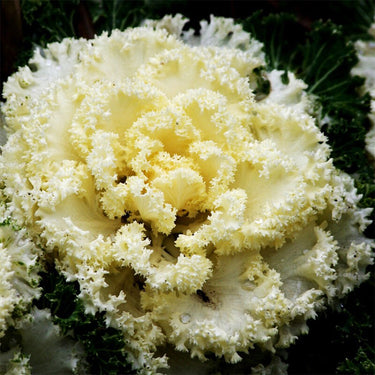 Ornamental Kale Seeds-White No.1
