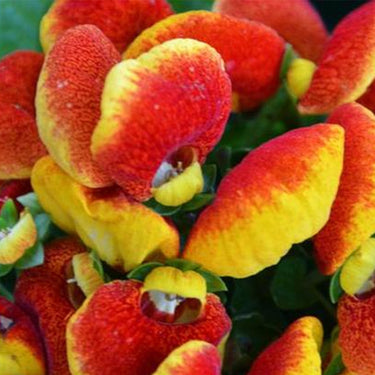 Calceolaria Seeds Pavonii
