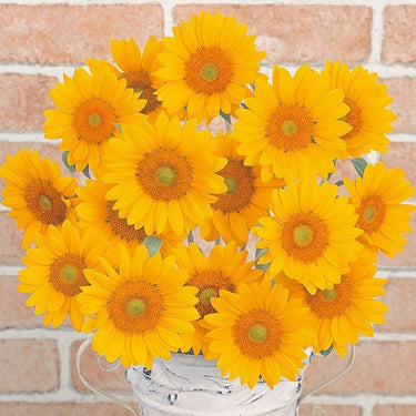 Sunflower Seeds-Mini Vincent