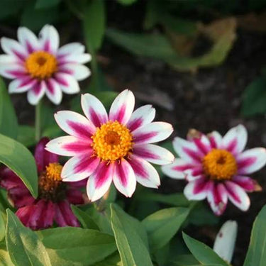 Zinnia Seeds-Zahara Starlight Rose