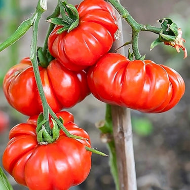 Horse Hoof Tomato
