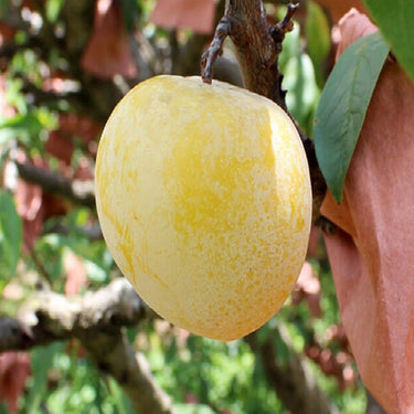 Golden Nai Plum
