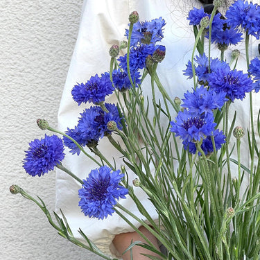 Cornflower Seeds-Blue Ball