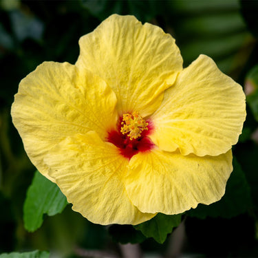 Hibiscus Seeds-Yellow Cotton Rose