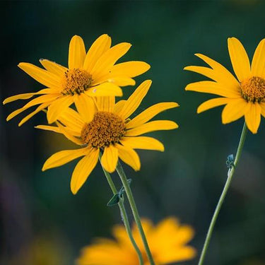 Sunflower Seeds-Willow Leaf