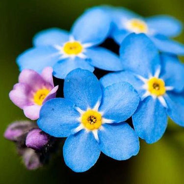 Night Blue-Forget-Me-Not Seeds