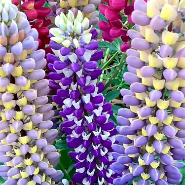 Russell Lupine Seeds