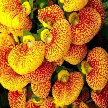 Calceolaria Biflora