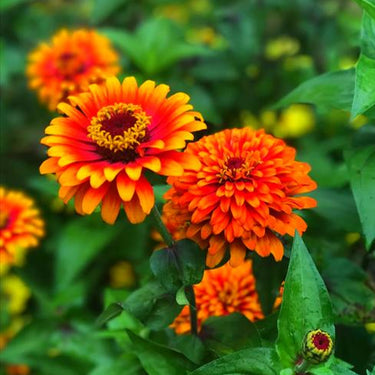 Zinnia Seeds-Fire Dance