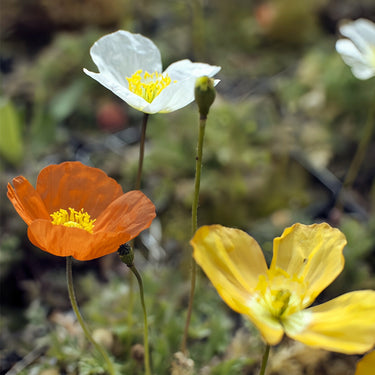 Papaver Rhoeas Seeds-Alpine Poppy