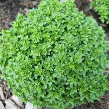 Basil, Boxwood