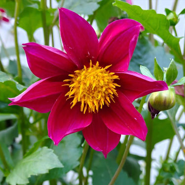 Dahlia Seeds-Single