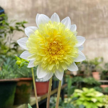 Dahlia Seeds-Paso Doble