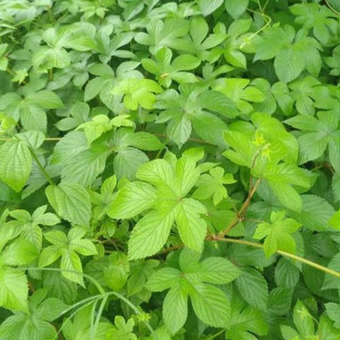 Hop Clover  Japanese Hop