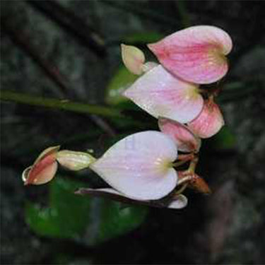 Begonia wangii